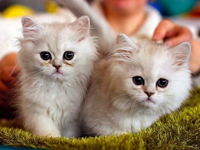 Породы кошек в Гусь-Хрустальном | ЗооТом портал о животных