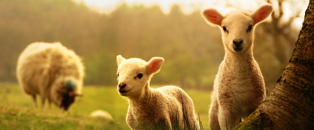 Объявления о сельскохозяйственных животных | ЗооТом - продажа, вязка и услуги для животных в Гусь-Хрустальном